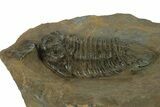 Lichid (Lichas Marocanus) Trilobite - Jbel Bou Degane, Morocco #382684-2